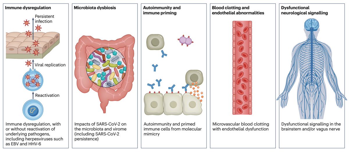 GMFHx's tweet image. At least 65 million individuals worldwide are estimated to have long COVID. @EricTopol &amp;amp; colleagues update long COVID on numerous organs with differing pathology including bacteria and viruses within the gastrointestinal tract via @NatureMedicine ow.ly/2OCt50MQhL1