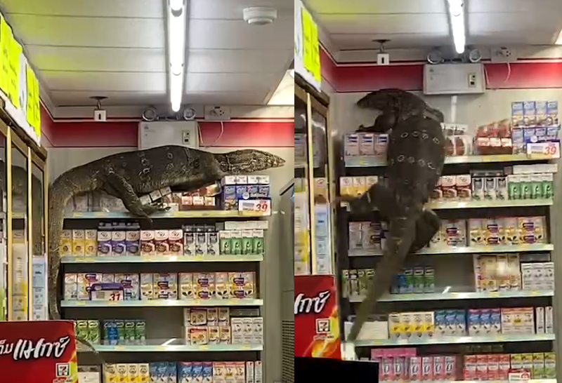 neung0821's tweet photo. My beloved army bestie, this is Thailand. U can find Asian water monitor on the street,home,store and in uniform, for real. it's dangerous here. Y'all better go to Indonesia and Singapore for safety reason https://t.co/EOE61P2LSH