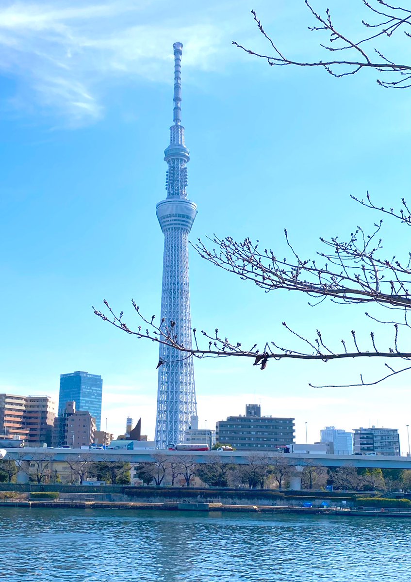 tokyo_kyoto_jp's tweet photo. a lovely day in asakusa, tokyo
#skytree
#sumida_river
#sushi_lunch
にぎわう浅草寺から👟👟
まだ人の少ない隅田川沿いへ
ランチは #まぐろ人 🍣
お土産のお菓子 #スイートポテト https://t.co/QMvUfXVaRh