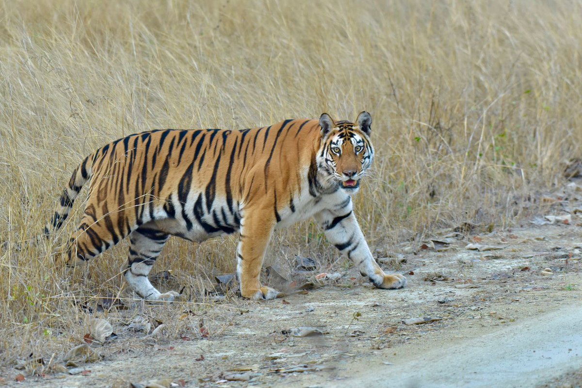 bhupender-yadav-on-twitter-sharing-some-early-morning-sightings-from
