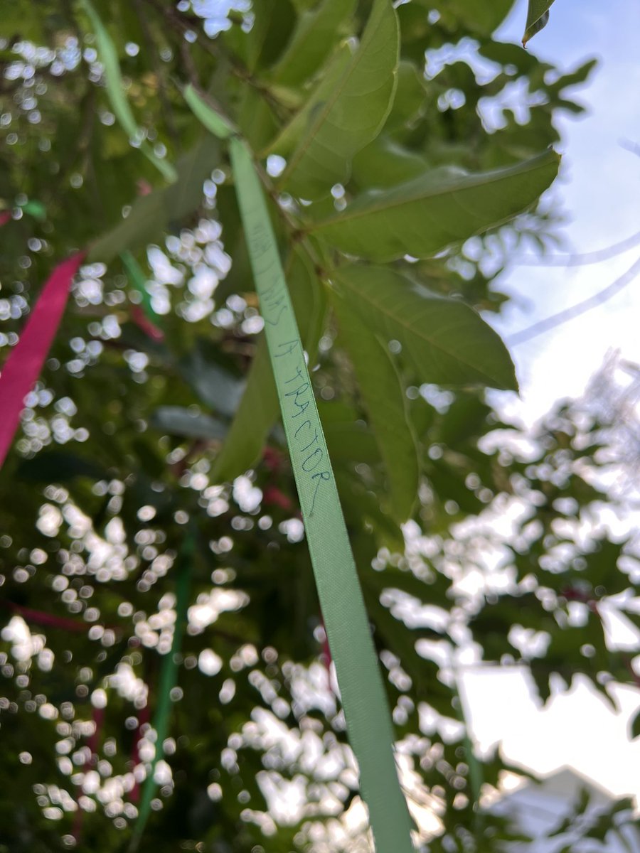 betina_peixoto's tweet image. ‘I wish I was a tractor.’
You and me both, friend. You and me both. 🤣
@ISPPCambodia #wishingtree #friday #breezewayduty