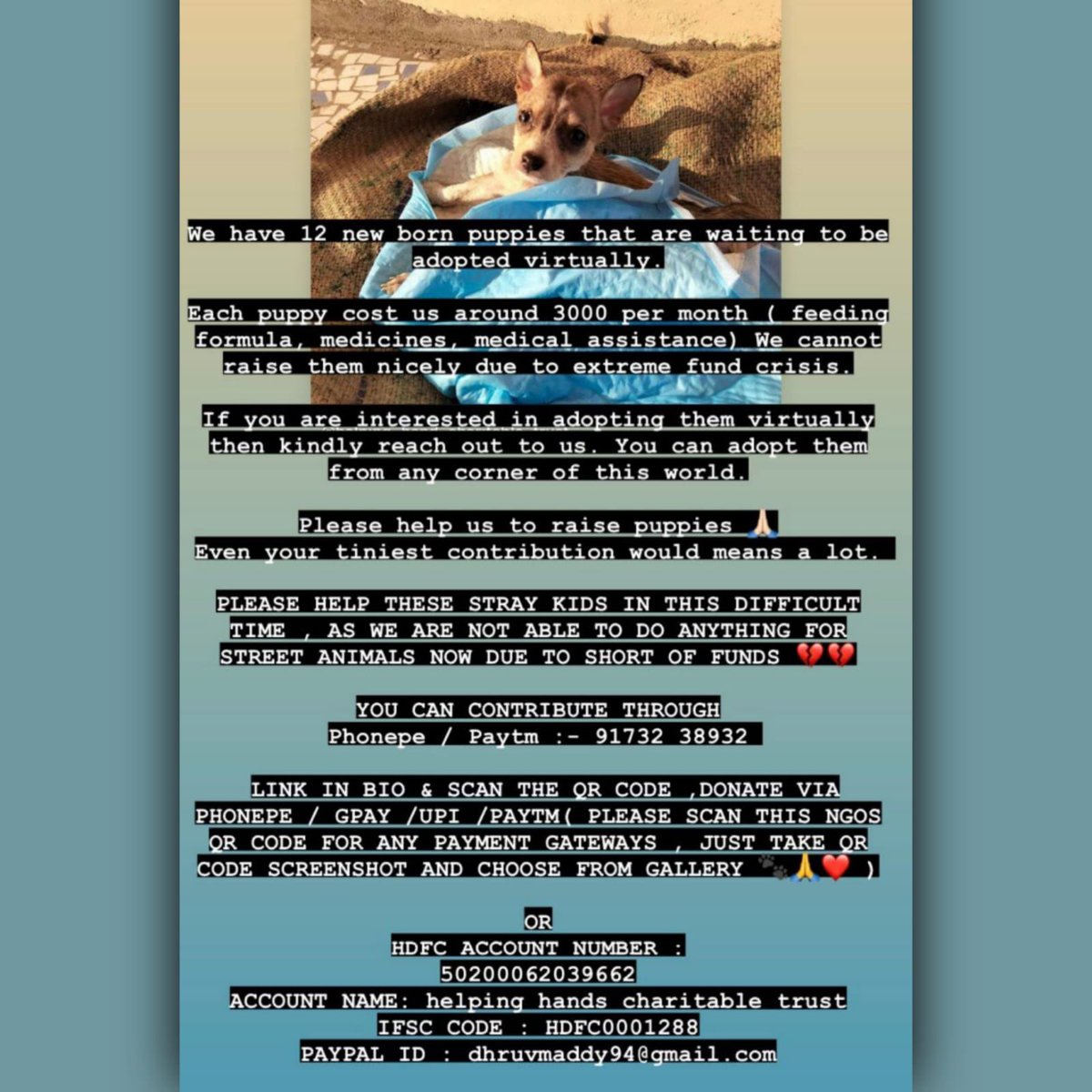 HelpingHandsahm's tweet photo. Would you like to adopt new born puppies virtually 👏 https://t.co/Rr0n1o9LCt