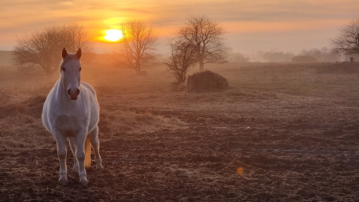 meeresurlaub's tweet photo. Zum Start ins #Wochenende gibt´s am heutigen #Freitag mein persönliches #FotoderWoche 😍
Es ist am Mittwoch entstanden, als der Nebel über #Rügen hinweggezogen ist 🌁
Seit langen habe ich dabei richtig bedauert, dass ich bei dem Spaziergang keine "große" Kamera dabei hatte 😭 https://t.co/tWfFLG56EV