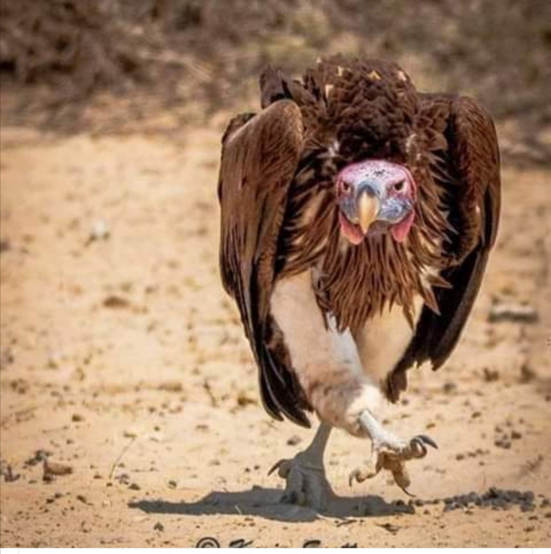 <a href="/YandaniBoko/">YandaniBoko🇧🇼</a> Ele chekwane ya segadishu e batana le Yandani ko nte🤣🤣🤣🤣🤣