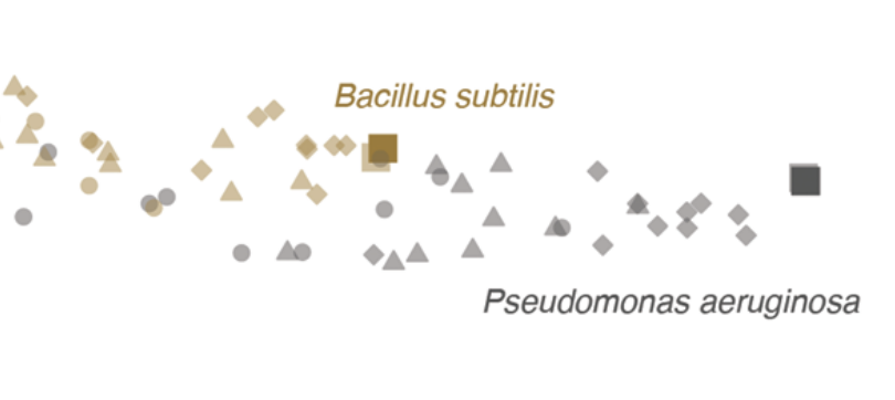 Did you know that P. aeruginosa becomes B. subtilis if its genome is not properly characterised? 😅🤯 Discover the issue of microbial genome completeness on metagenomic functional inference in our new paper by @R_Eisenhofer and I. Odriozola at @ISMEComms nature.com/articles/s4370…