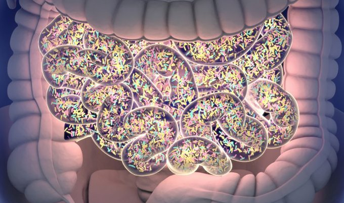 Algorithm profiles metabolic gene clusters in the human gut microbiome #NBTintheNews via @GENbio 
genengnews.com/computational-…
