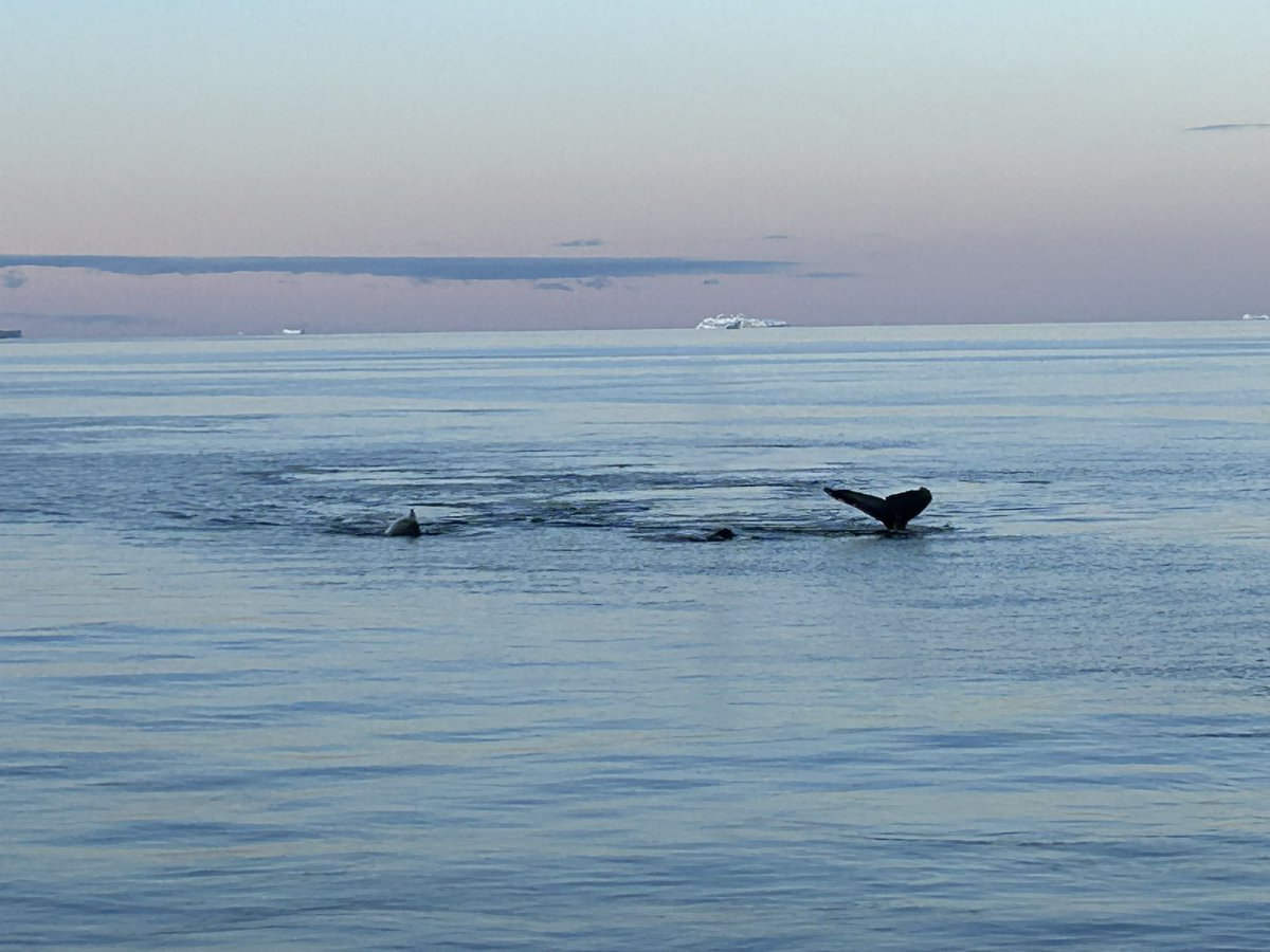 People or whale watching? #RRSSirDavidAttenborough #SDAScience