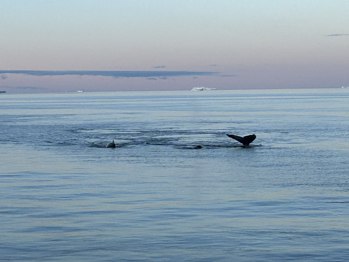 S_Ocean_sof's tweet image. People or whale watching? #RRSSirDavidAttenborough #SDAScience