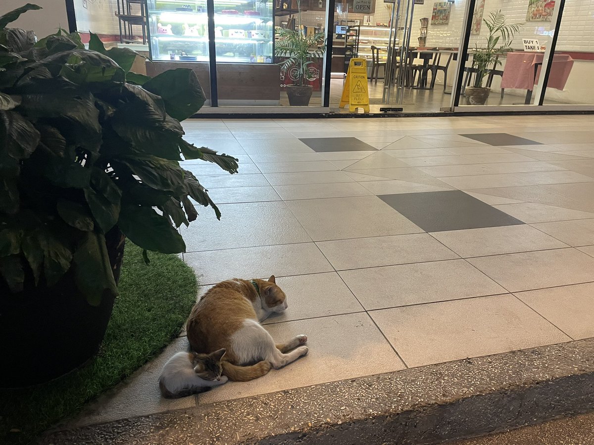 togurocchi's tweet photo. #フィリピン ＃マニラ #猫 ＃治安
猫のスリスリって甘えてきてる訳では無くて自分の��いを付けて安心する為って本当ですか⁉️
フィリピンの犬や猫は逃げません🐈
車が来ても避けません🐕
どの子も人間大好きです😍
そんなことより、数日前まで迷子の子猫ちゃんに居場所が出来て良かった😻🥺 https://t.co/8lJgnA6nug