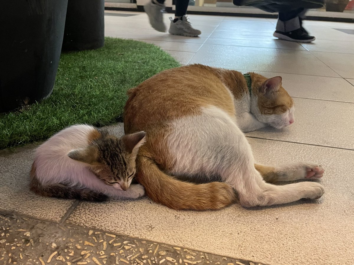 togurocchi's tweet photo. #フィリピン ＃マニラ #猫 ＃治安
猫のスリスリって甘えてきてる訳では無くて自分の��いを付けて安心する為って本当ですか⁉️
フィリピンの犬や猫は逃げません🐈
車が来ても避けません🐕
どの子も人間大好きです😍
そんなことより、数日前まで迷子の子猫ちゃんに居場所が出来て良かった😻🥺 https://t.co/8lJgnA6nug