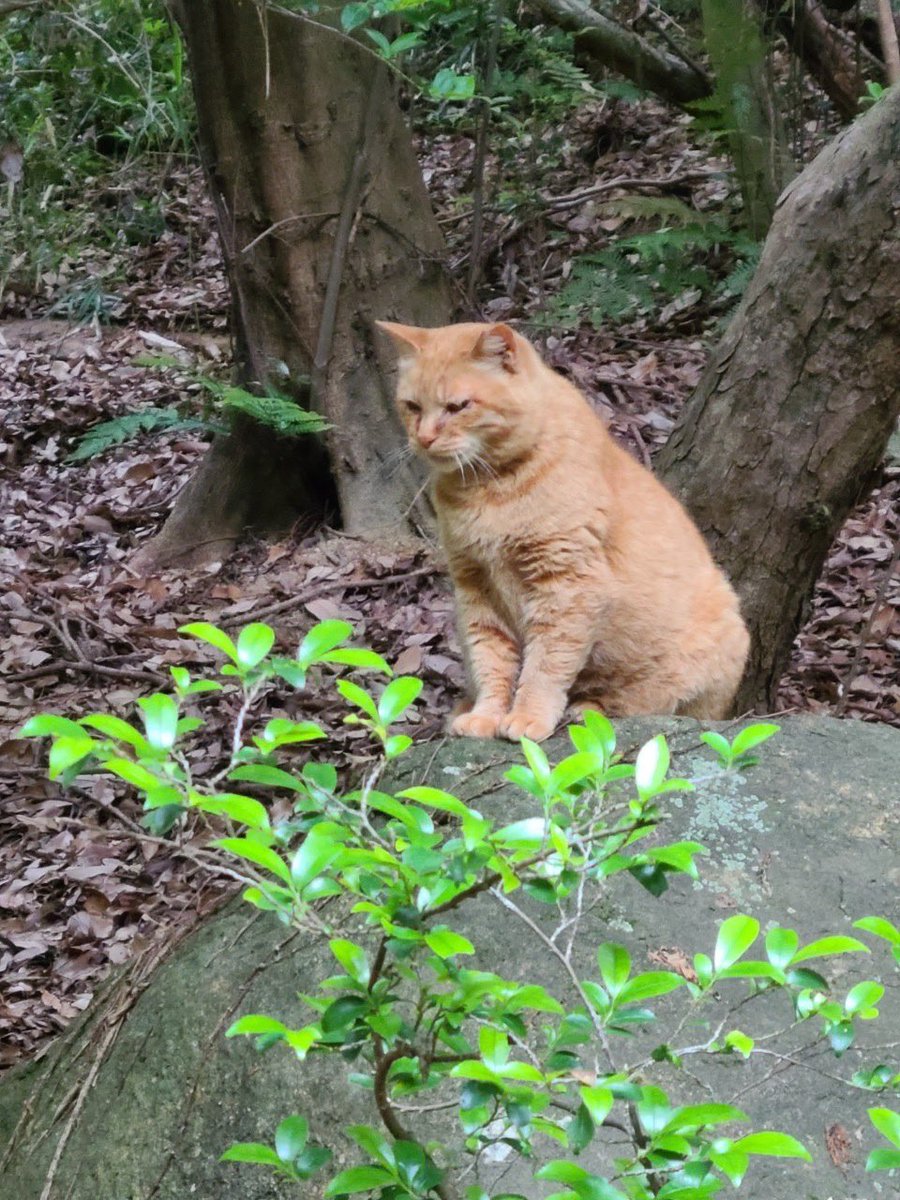 ワンゲル恒例の新年度初回合宿として 6月頃に兵庫県の"六甲山"（931m） に登ります

■地元ではよく知られている山なので未経験者の方の初めての活動としてはぴったりです
■1泊2日テント泊
■この合宿までにテントの張り方や登山靴での歩き方をトレーニングを通して学びます🔅