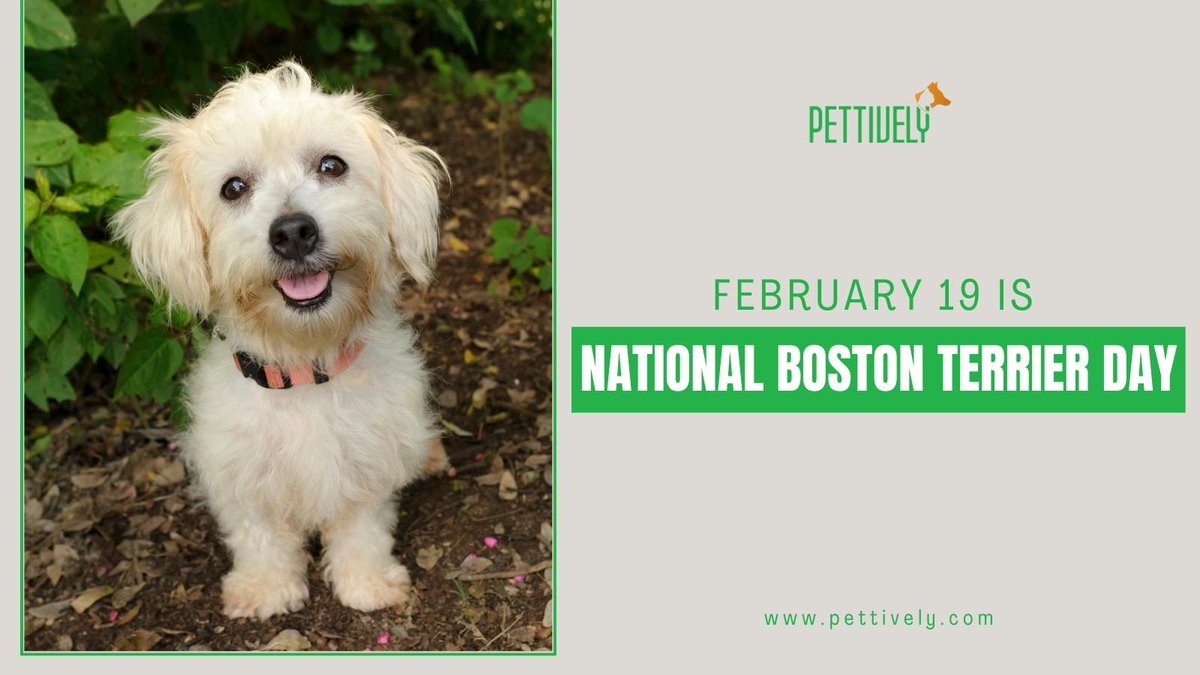 pettively's tweet photo. February 19 Is National Boston Terrier Day. https://t.co/Wz3YoFNKGE 
#february #nationalbostonterrierday #bostonterrierday #petfunfact #petfact #petfun #pet #petquote #dogcare #petdog #productsblog #petproblems #benefitsof #petsafety #pettivelypet #petproducts #petlove #doglovers https://t.co/IP1bVF1ArX