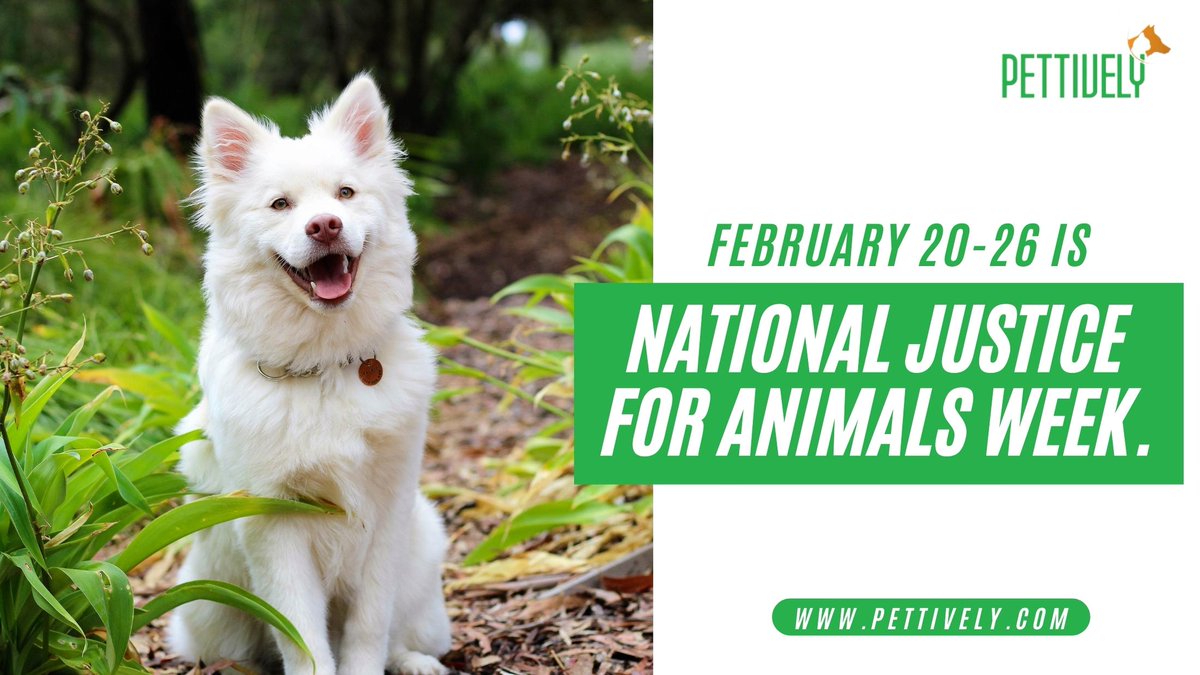 pettively's tweet photo. February 20-26 Is National Justice For Animals Week.

https://t.co/Wz3YoFNKGE

#february #nationaljusticeforanimalsweek #NationalJusticeForAnimalsWeek #bostonterrierday #petfunfact #petfact #petfun #pet #petquote #dogcare #petdog #productsblog #petproblems #benefitsof #petsafety https://t.co/jxssk3wWC8