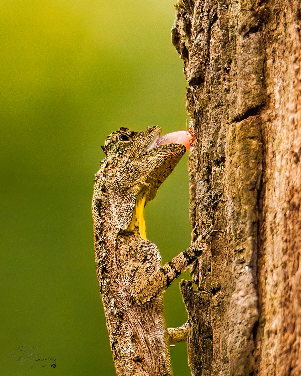 vijgang's tweet photo. Southern flying lizard (female) grabs an early breakfast, OMH, Dandeli, KN, India
1/500 sec at f/7.1, ISO 5000 at 472mm
https://t.co/esK2opUQzd
.
.
#eosr5
#canonindia #canonindia_official
#animalplanet
#natgeowild #natgeoindia #natgeoyourshot #yourshotphotographer
#natureinfocus https://t.co/2nBE3BcWTV
