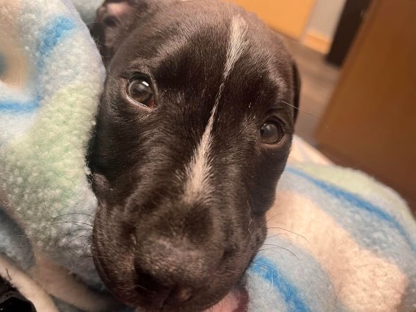 KeithOlbermann's tweet photo. EVERY DOG HAS ITS DAY: Five two-month old Texas puppies with Parvo - Falcon, Rio, Torino, Titan and Tundra need your help. Your RTs will help; your donations will help even more. Thank you! https://t.co/UhNMRyXpaQ https://t.co/HsvkzqO7Ji