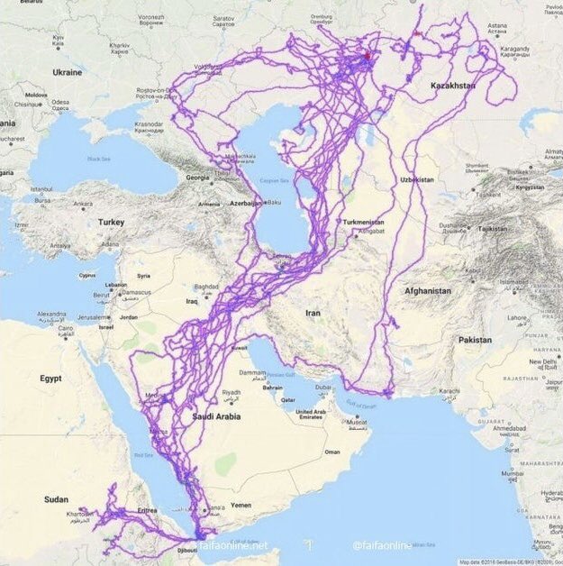🦅 Üzerine takip cihazı takılan kartalın 20 senelik göç haritası.