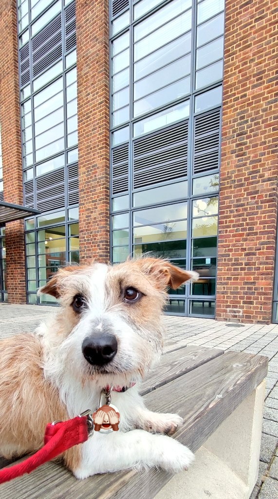 Firesnapper999's tweet photo. Morning folks, family taxi to @StarbucksUK #DecaffResus, followed by very gentle limp to @Farnboroughbp for Eddie's ball play. Stop at #CaffèKix for another #DecaffResus☕👍 Caffè Kix team, thank you for placing a water bowl for your #4PawDrive customers 🐾🐾🚰 #Farnborough https://t.co/dy82QC7Fxx