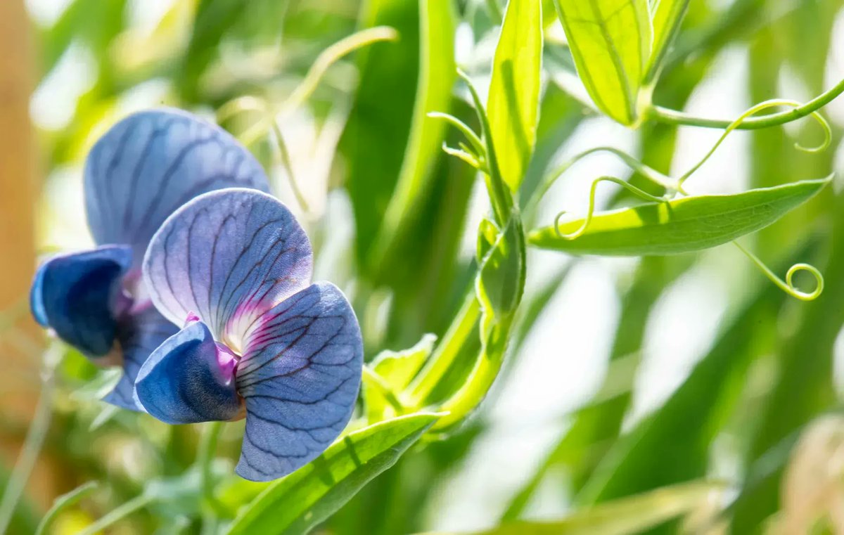 Why are crop wild relatives—the weedy cousins of domesticated crops—essential to collect and conserve?🌿

They contain traits that help agriculture adapt to #climatechange so we can get climate-resilient crops that are tasty and nourishable 👉buff.ly/3jOycSn

#BOLDcwr