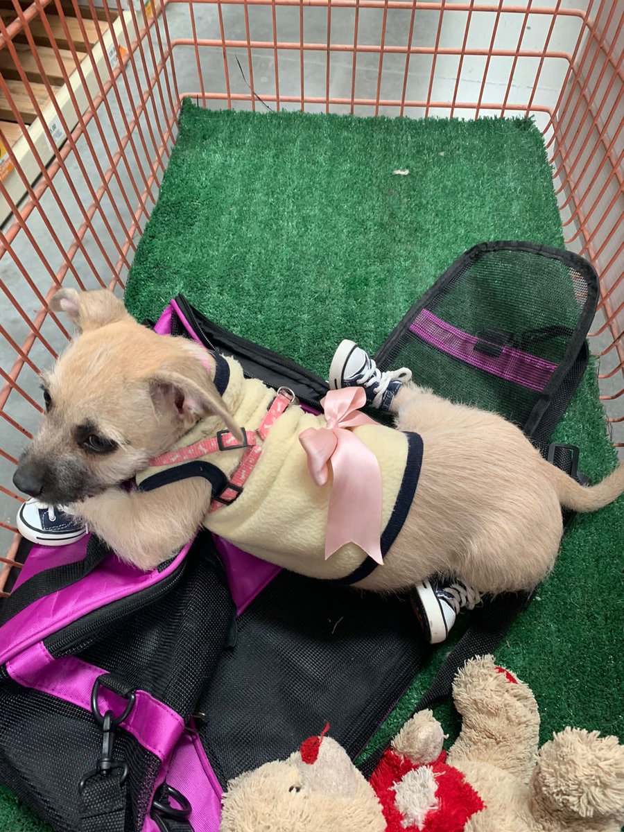 RitaAlonsoR's tweet photo. 🥺💕Gracias @TheHomeDepotMx por pensar en los peluditos
La #Paulina ama ir a la tienda y que la andemos pasiando 🫰🏼🙏🏼 https://t.co/dAD1w8rjNE