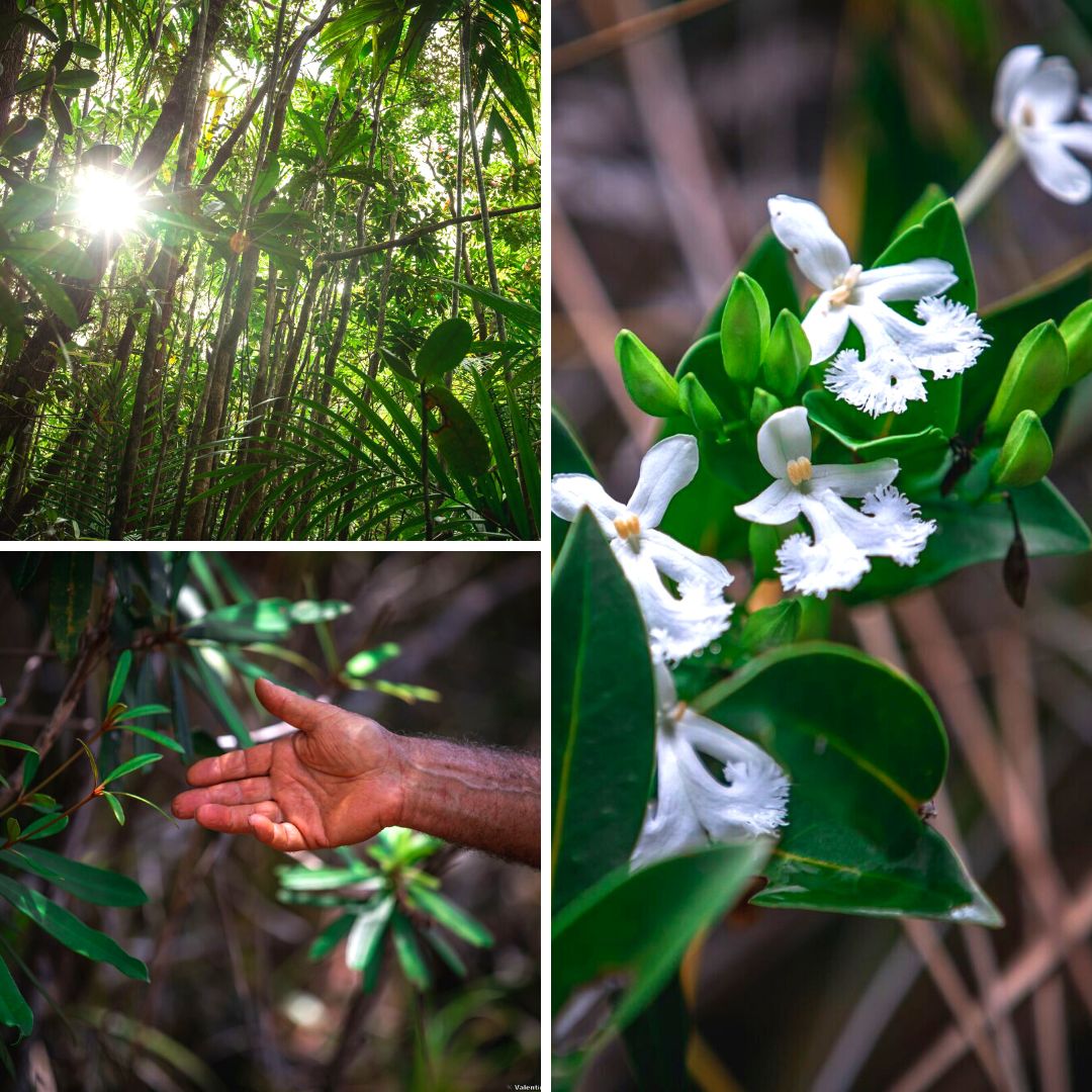 NewCaledonia's tweet photo. 🌿 #NewCaledonia is home to one of the greatest plant #biodiversities in the world, with over 30,000 species!
🌱 This unique biodiversity is due to the island's #geographic isolation.
🌳 Discover the lush tropical #forests, dry #grasslands and endemic #tree species. https://t.co/pYcBYPri1R
