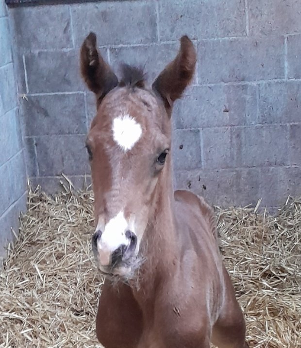 First foal of 2023, a gorgeous Colt by <a href="/coolmorestud/">Coolmore</a> Sioux Nation from a Camelot mare 🥰
 #RPFoalGallery #FoalFriday <a href="/rpbloodstock/">Racing Post Bloodstock</a>