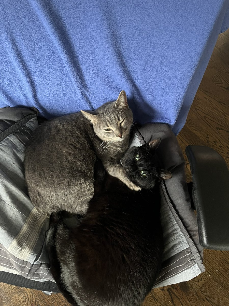 hawk620's tweet photo. saints will be dogshit for years a hard truth i’ve come to accept but anyway here are my cats cuddling with each other https://t.co/7IKc9GRbUG