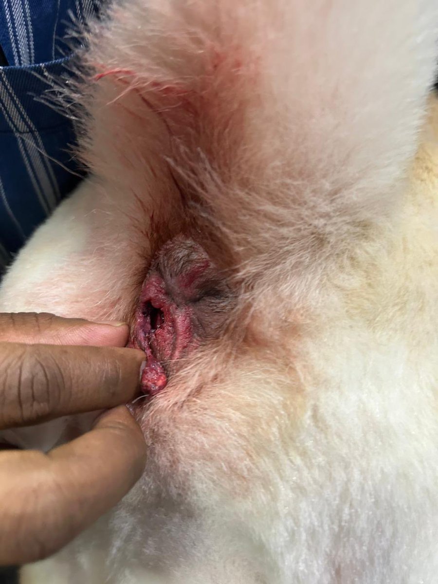 pav_23's tweet image. The most horrific experience is that the #justdogs claims that they do not know anything about this and he was already wounded at the time of arrival.If that was the case, then why did the grooming happened and why we were not notified..