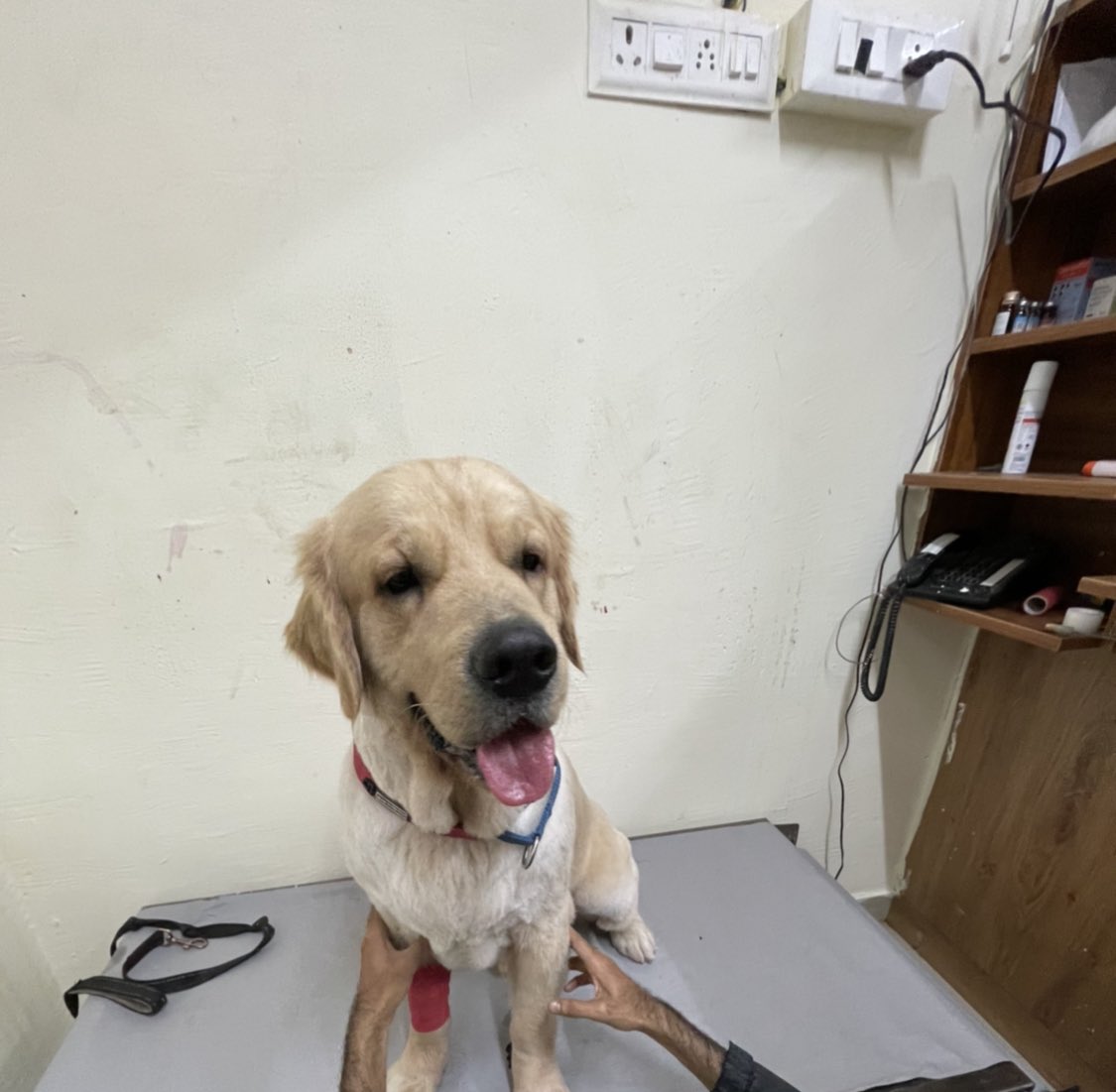 pav_23's tweet image. The most horrific experience is that the #justdogs claims that they do not know anything about this and he was already wounded at the time of arrival.If that was the case, then why did the grooming happened and why we were not notified..