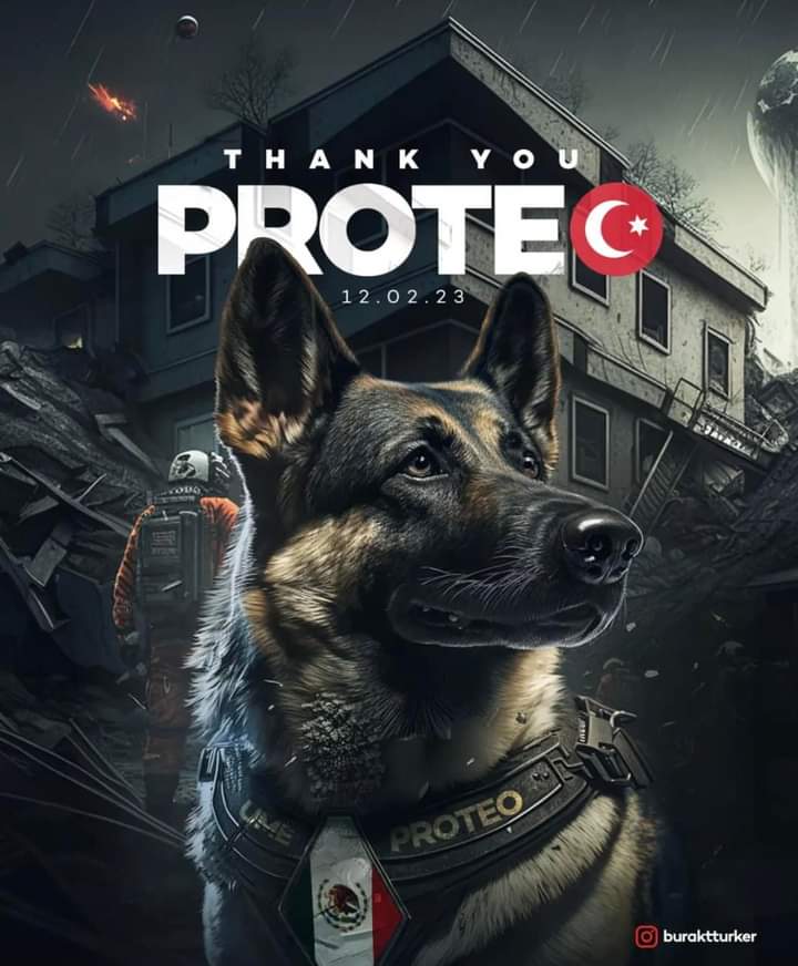 Thank you Proteo for all your effort. We are sorry and sad for your loss.. Turkey🇹🇷 loves you and Mexico🇲🇽 is proud of your great work. You will always live in our memories and hearts🐕. Our canine hero.✨🙏✨