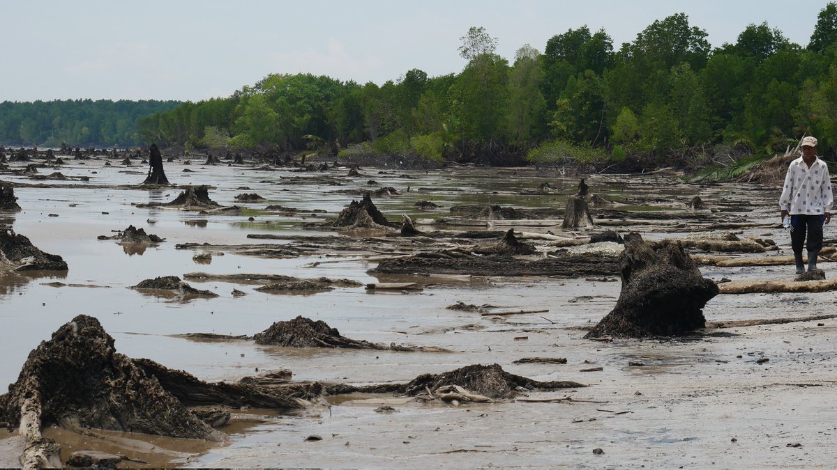 abrasi
#abrasi #coastal #delta #mangrove