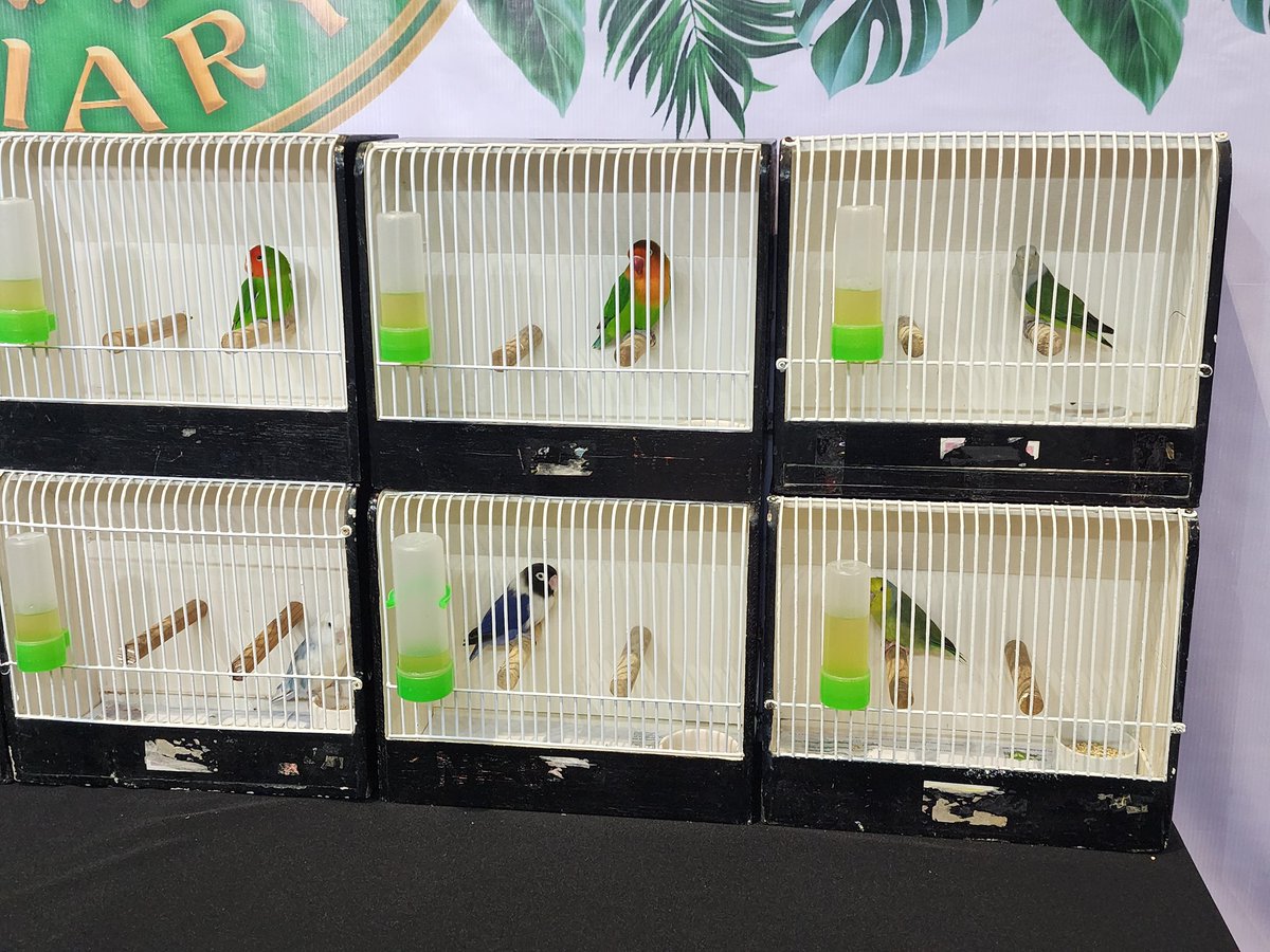 ABSCBN News Business on Twitter "LOOK The Philippine Pet Expo 2023