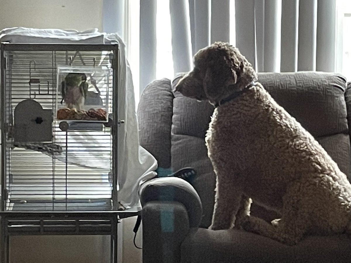 My moms are bird sitting for a friend. I watches over da birdie. I is a good boy.
