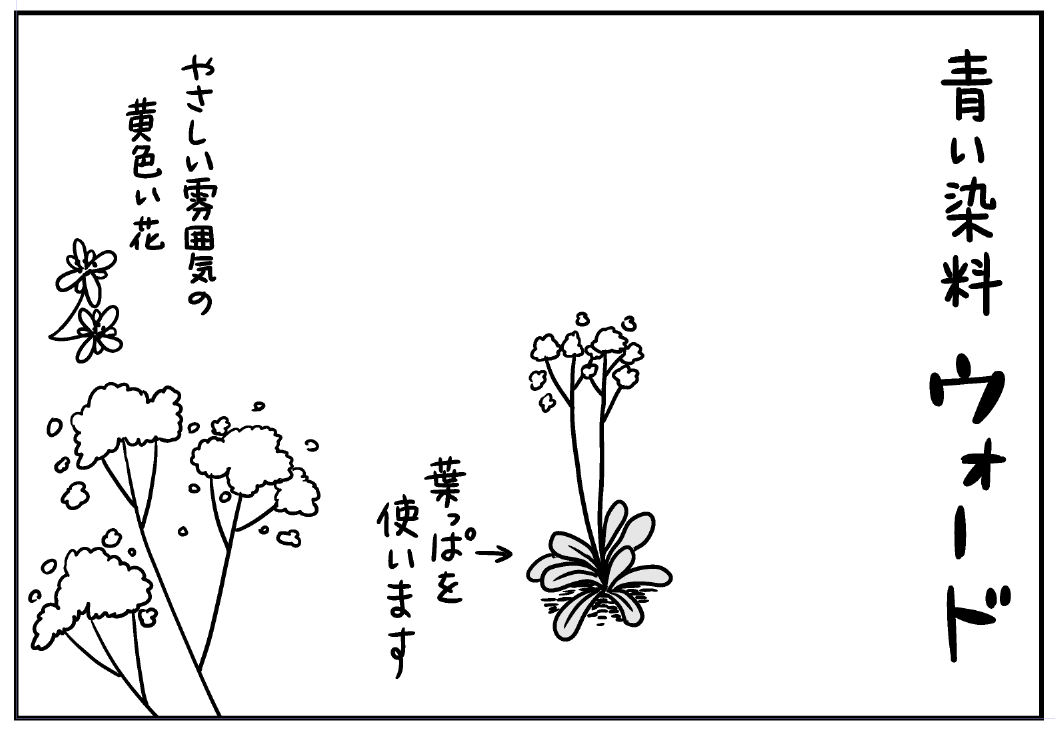 まんがライフオリジナルに土いじりエッセイまんが「もぐもぐガーデン」が掲載されています。
霜との攻防や、染料に使われるウォードについてかきました。 
