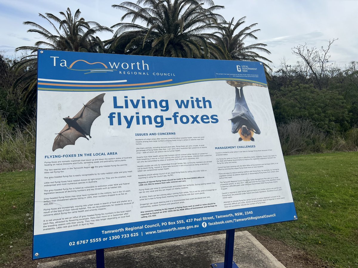 The National Flying-Fox Monitoring Program has been undertaking census since February 2013. <a href="/TamworthCouncil/">Tamworth Council</a> and #Bellingen Council have recently installed these excellent interp signage #SavingourSpecies