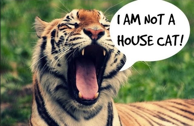 Wild animals belong in the wild, not in your homes or cages.