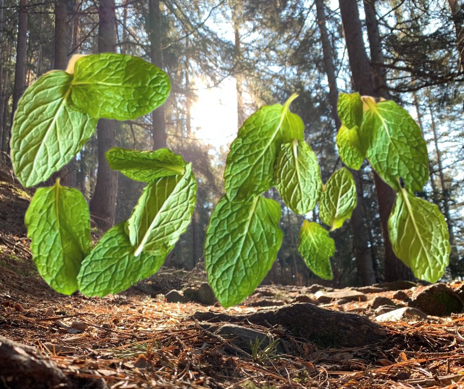 GM! Say it back for never having food stuck between your teeth.🦷
Today is the day of an Open Edition like you have never seen before. 💚
Perhaps turn on your notifications?🤷🏻‍♂️