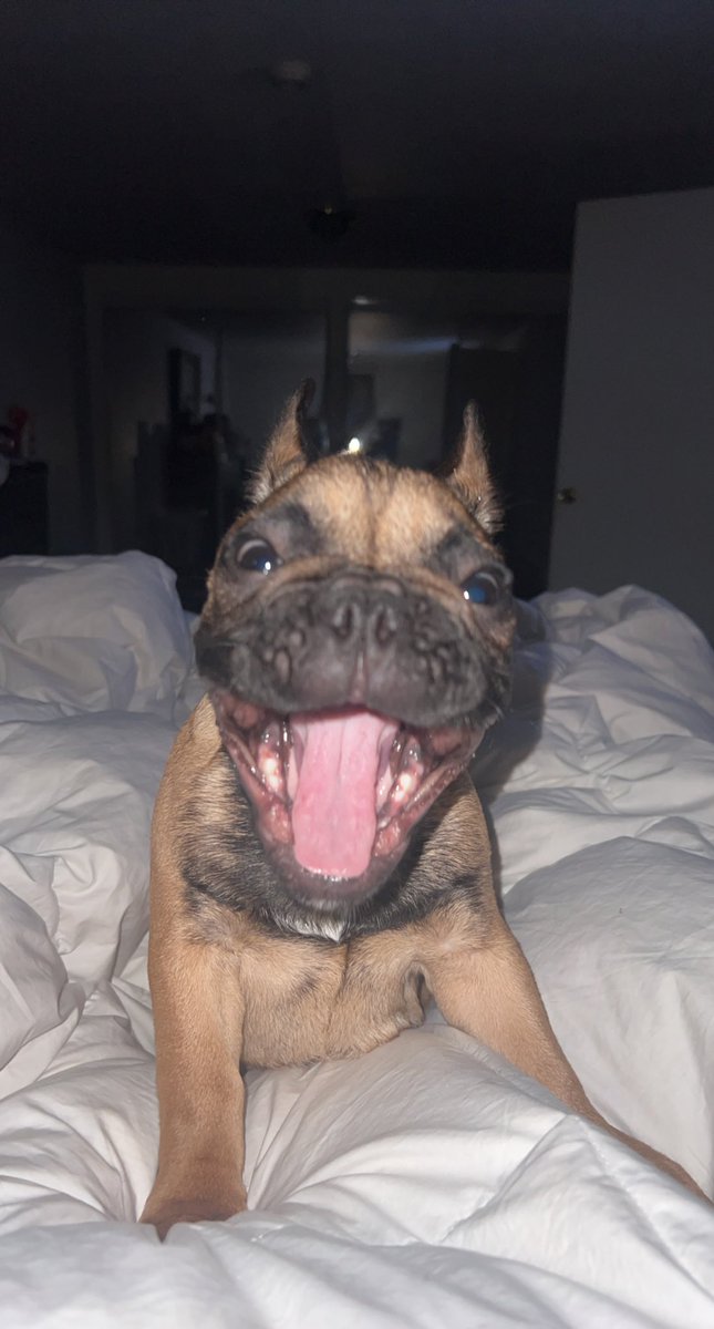 radical_dee's tweet photo. We have four fur babies now I’m in heaven 😇🥹🥰 https://t.co/jvRLe4YG4E