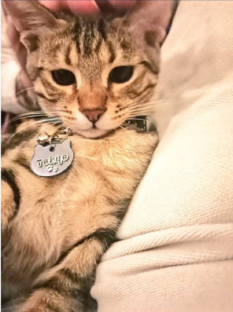 'İnsan kadar nankörünü bahsettiğiniz kedilerde bile görmedim.'

Tokyo'm 💙
#DünyaKedilerGünü
#17Şubat