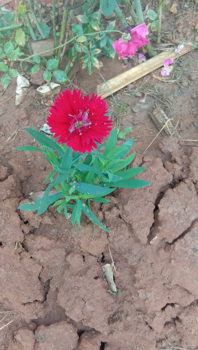 A little flower in my garden.....