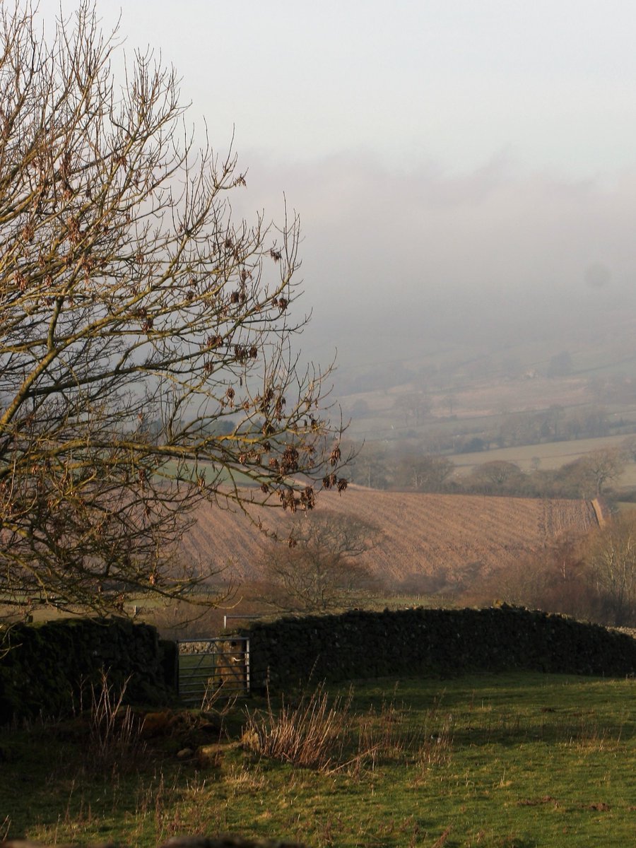 A misty Westerdale morning holding out the promise of a nice day.

Last week #northyorkshiremoors