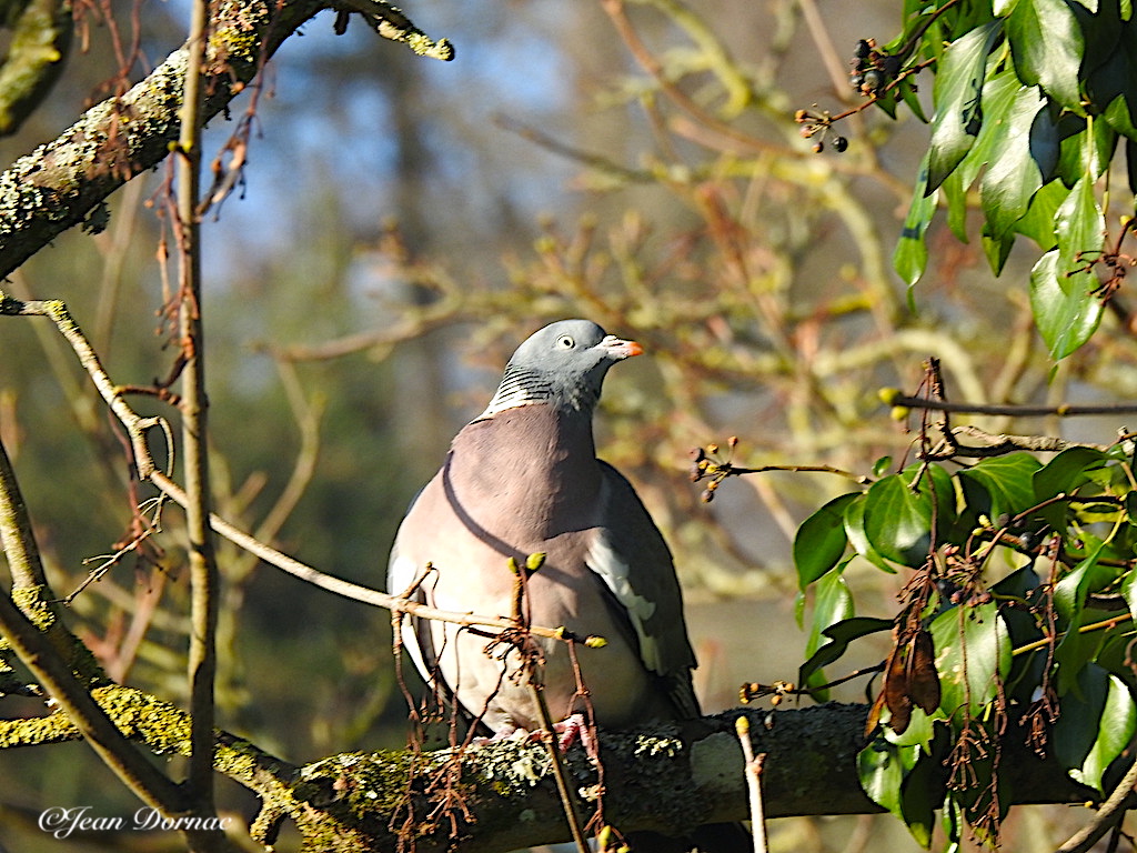JeanDornac's tweet photo. Il est beau, le pigeon ramier sur sa branche. Il regarde au loin oubliant de surveiller le mec qui le prend en photo… #beau #pigeon #ramier #branche #regarde #surveiller #photo #rive #léguer #Lannion #CôteArmor #Bretagne #France https://t.co/2pGtb3g78K