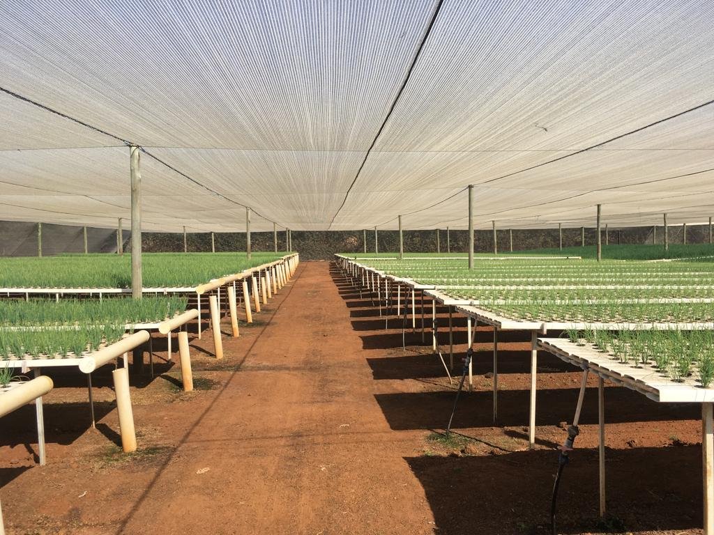 FarmersSA's tweet photo. Shadenet Structure 1HA
CONTACT US FOR A QUOTE
Tel:(012) 004 2164
WhatsApp: 083 330 0999
Email: Info@greenhouseguy.co.za
Website: https://t.co/obUrokbBqM https://t.co/v43qa0MdPd
