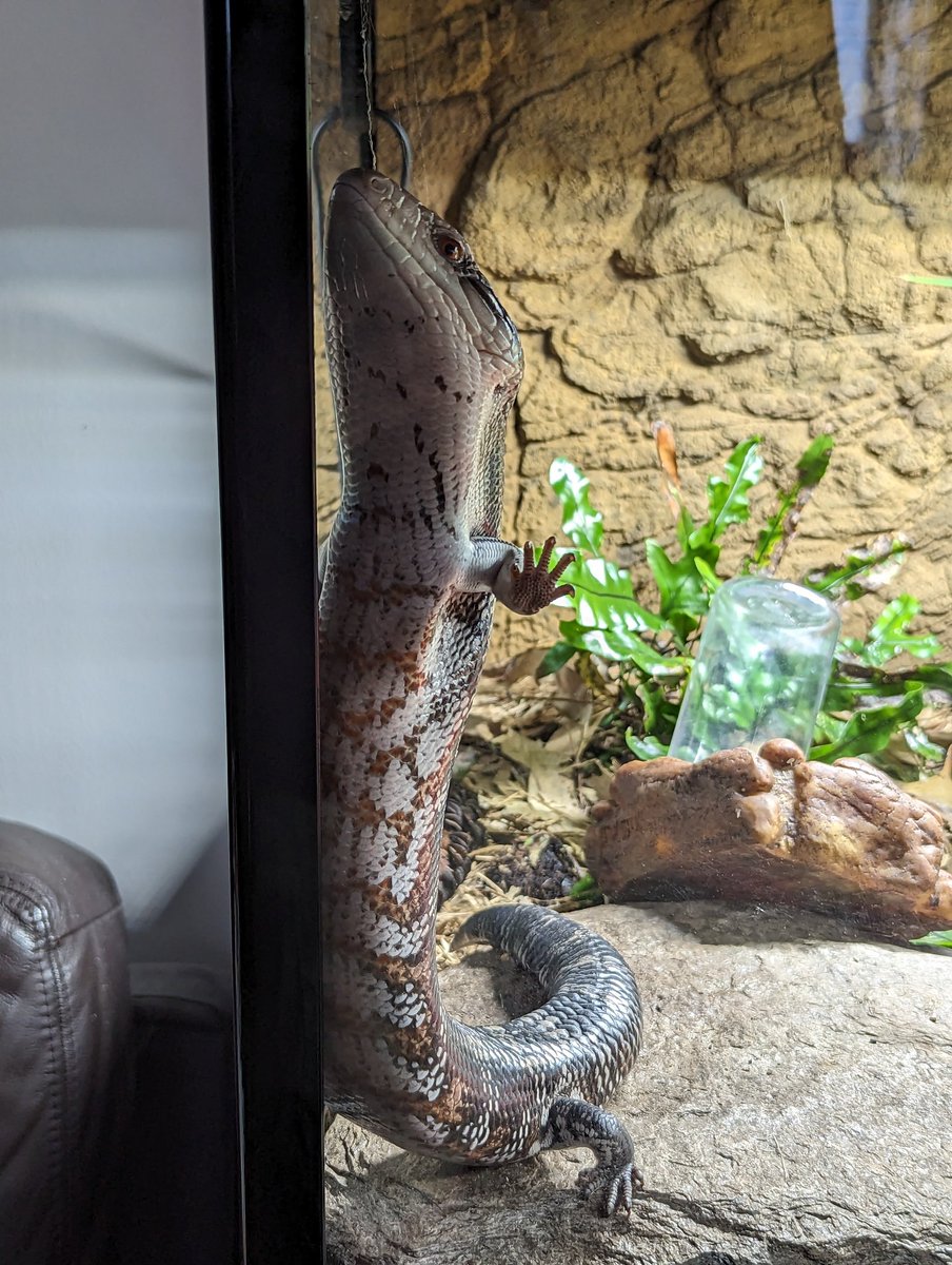 Anthony Horton @spacelizard@aus.social tweet media