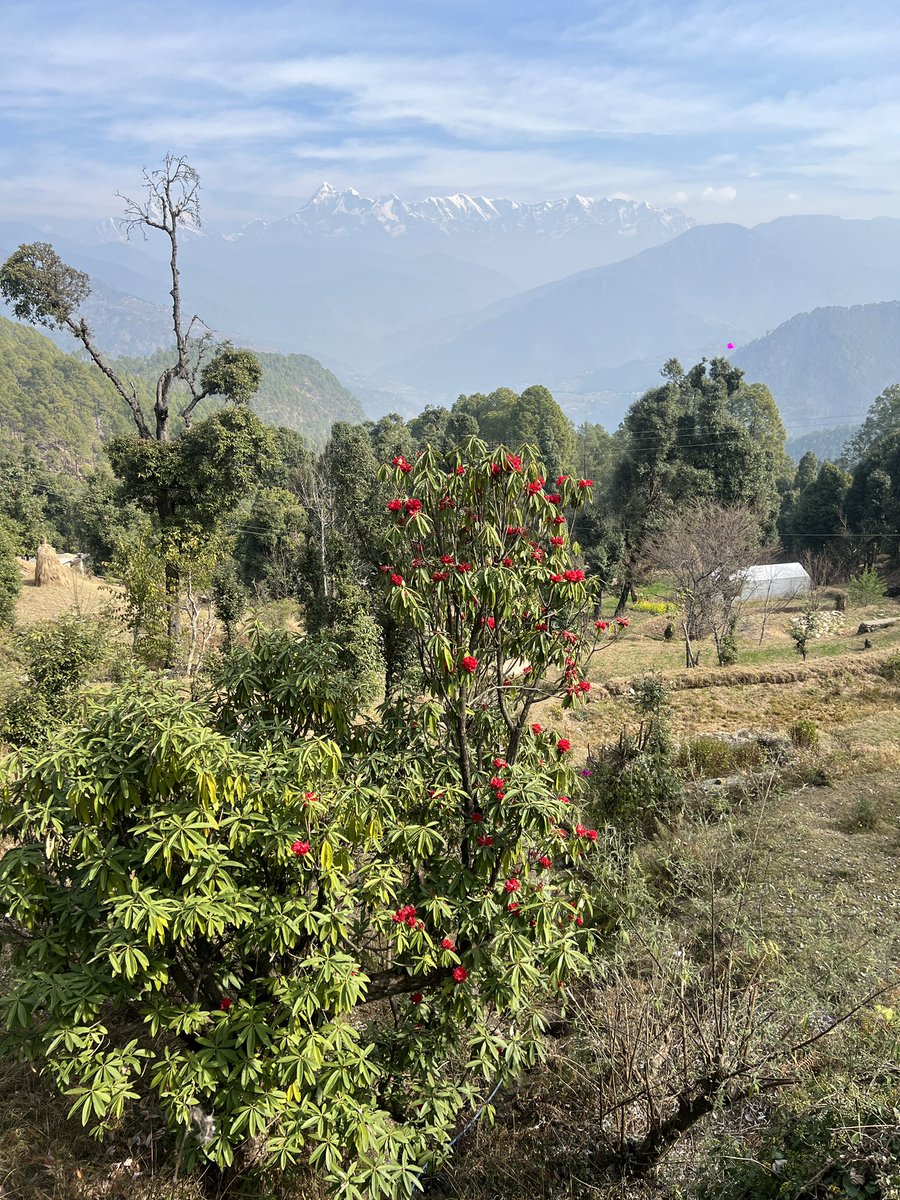 Two essentials of Devbhoomi in one frame:
Himalayas and Buransh rhododendron!