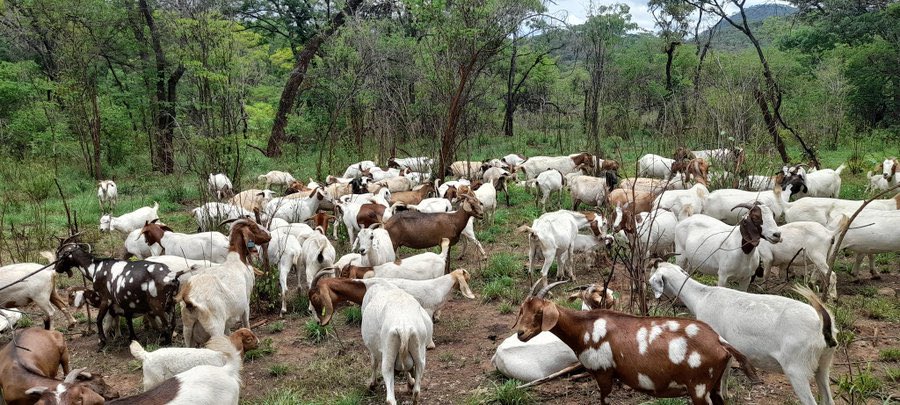 GOAT FARMING. It involves raising and breeding of domestic #goats as branch of animal husbandry for meat, milk,and skins. It’s indeed profitable 😉. If you’re interested, like and retweet!