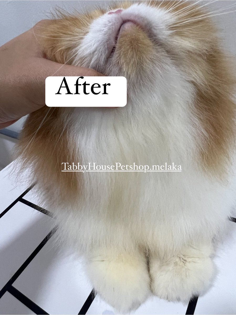 TabbyhouseMlk's tweet photo. Cian Oden kena gam tikus. Nasib baik Tabbyhouse dapat selamatkan bulu oden 🫶🏻

https://t.co/tq1Jahs8Wy https://t.co/9wshPrScBR