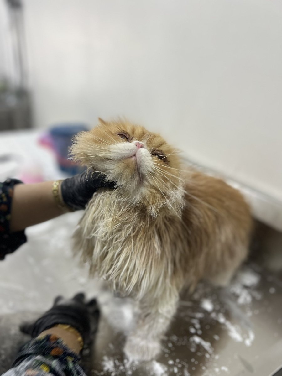 TabbyhouseMlk's tweet photo. Cian Oden kena gam tikus. Nasib baik Tabbyhouse dapat selamatkan bulu oden 🫶🏻

https://t.co/tq1Jahs8Wy https://t.co/9wshPrScBR