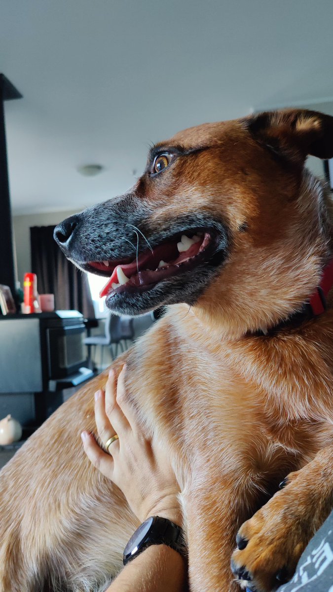 🐶 cuddles to end another crazy non-stop week! 🥱