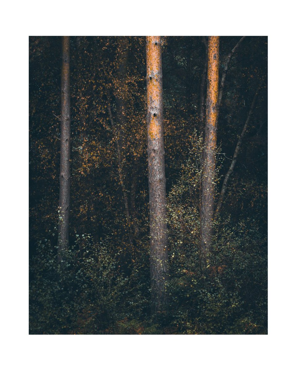 Sunkissed

#tsp_images_ #tsp_images_colour #woodland #woodlandphotography #lightlandmag #landscapephotography #landscapephotomag #treescape #treesofinstagram #framesmag #fineartphotography⁠
#artofvisuals #expressivephotography #creativephotography
#outdoortherapy⁠