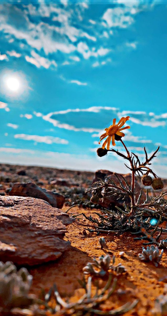 عندما ارى هذه الزهرة في وسط الصحراء يأتي الامل #ربيع_الصحراء